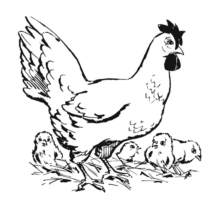 Coloring page: Chicken (Animals) #17328 - Free Printable Coloring Pages
