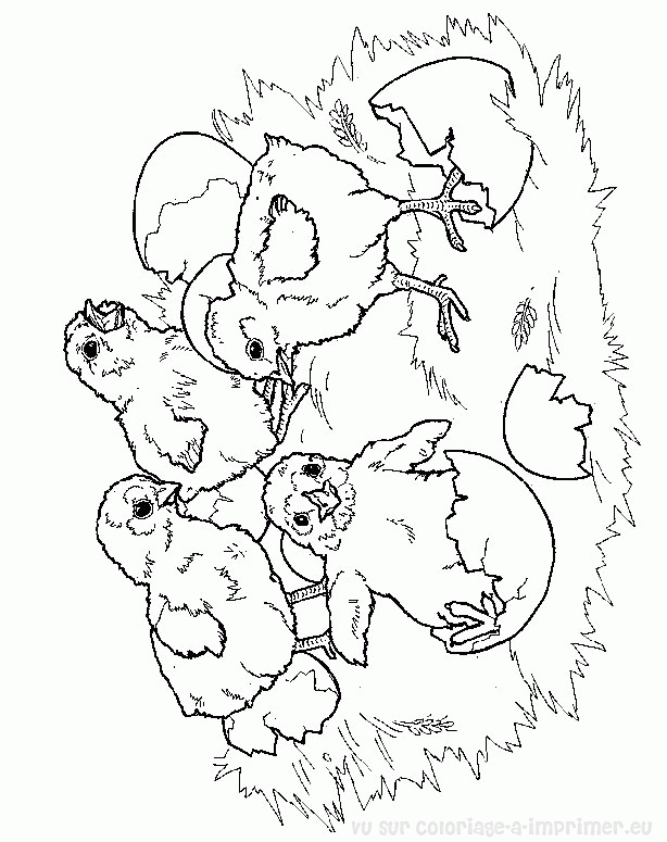 Coloring page: Chicken (Animals) #17331 - Printable coloring pages