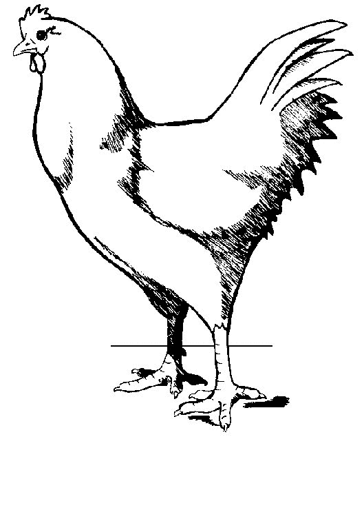 Coloring page: Chicken (Animals) #17351 - Free Printable Coloring Pages