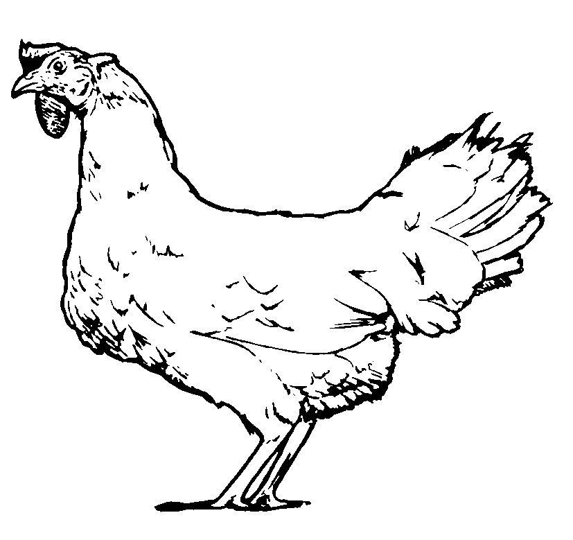 Coloring page: Chicken (Animals) #17371 - Free Printable Coloring Pages