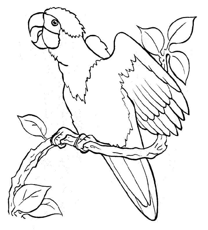 Coloring page: Chicken (Animals) #17402 - Free Printable Coloring Pages