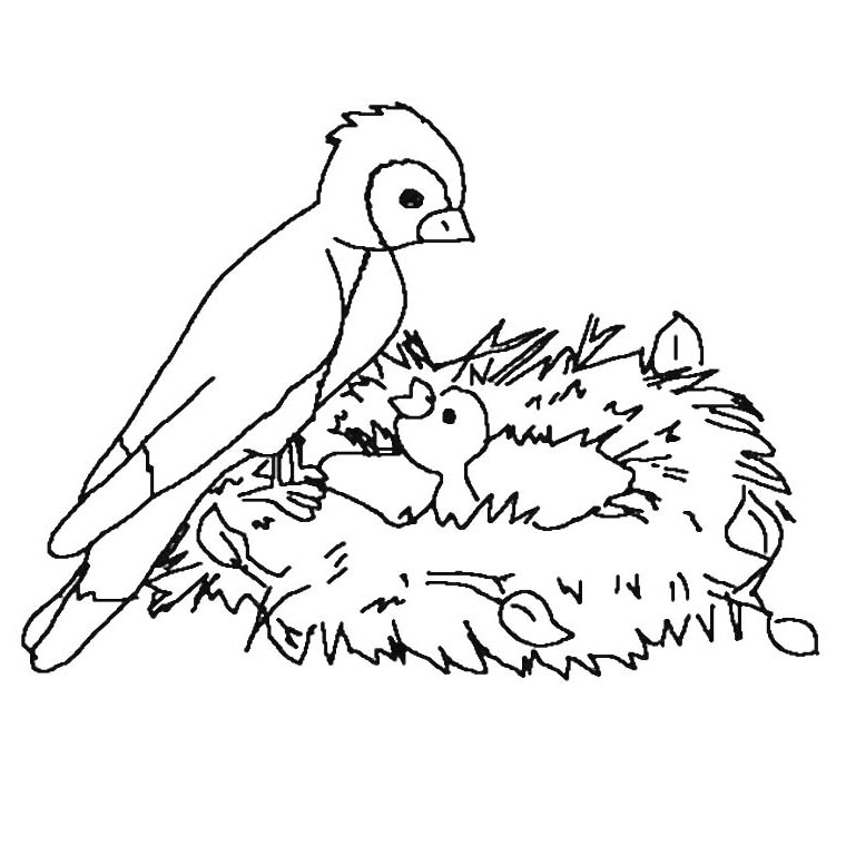 Coloring page: Chicks (Animals) #20106 - Free Printable Coloring Pages