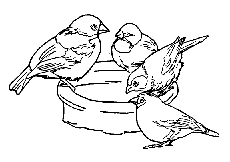 Coloring page: Chicks (Animals) #20136 - Printable coloring pages