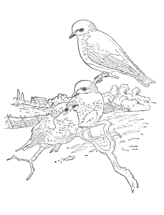 Coloring page: Chicks (Animals) #20143 - Free Printable Coloring Pages