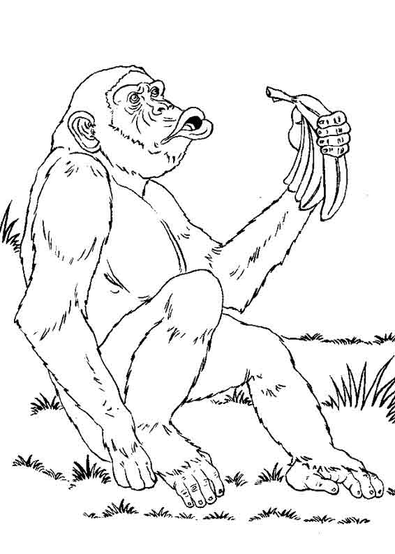 Coloring page: Chimpanzee (Animals) #2782 - Free Printable Coloring Pages