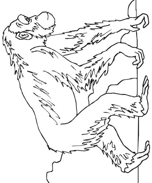 Coloring page: Chimpanzee (Animals) #2796 - Free Printable Coloring Pages