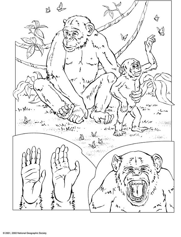 Coloring page: Chimpanzee (Animals) #2832 - Free Printable Coloring Pages