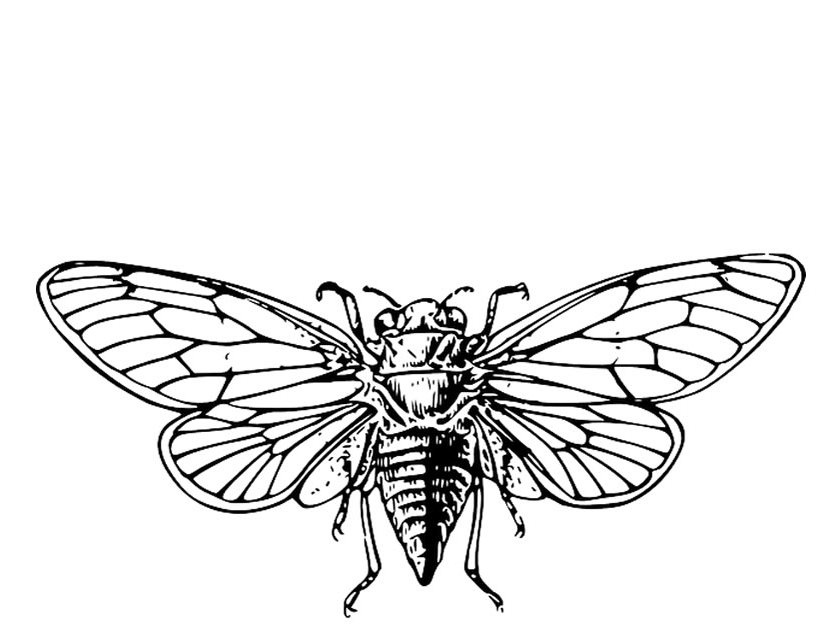 Coloring page: Cicada (Animals) #18438 - Free Printable Coloring Pages