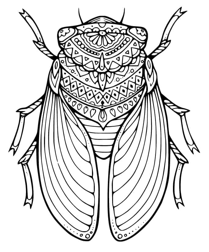 Free printable Cicada coloring page #187674 from Animals collection