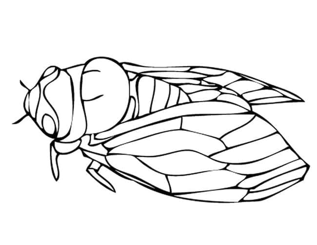 Free printable Cicada coloring page #187678 from Animals collection