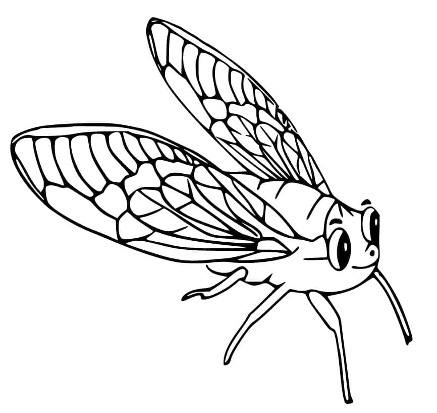 Free printable Cicada coloring page #187680 from Animals collection