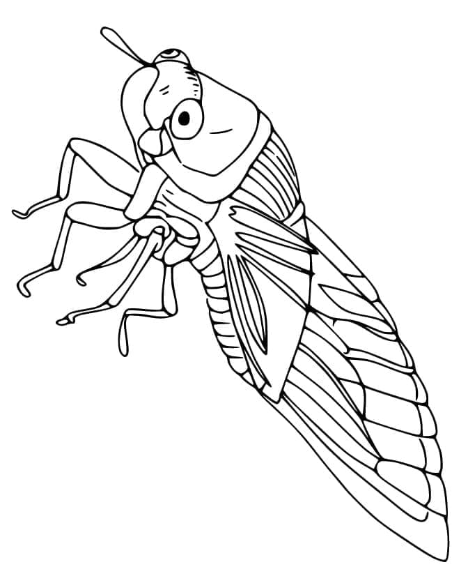 Free printable Cicada coloring page #187682 from Animals collection