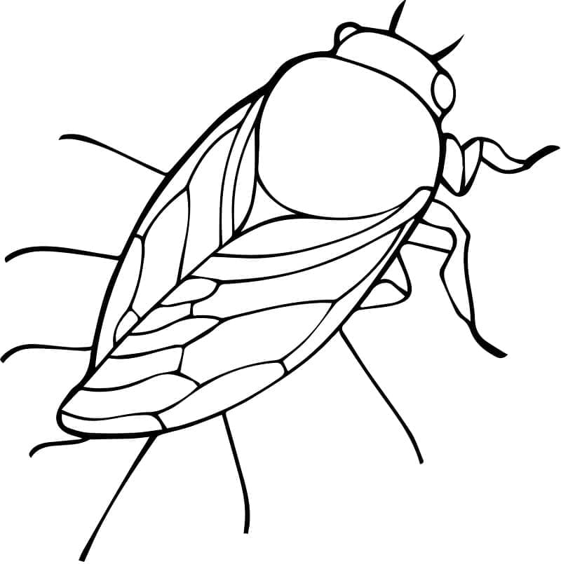 Free printable Cicada coloring page #187693 from Animals collection