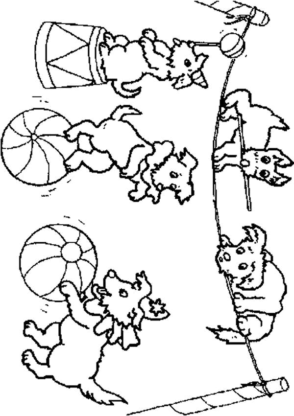 Coloring page: Circus animals (Animals) #21040 - Free Printable Coloring Pages