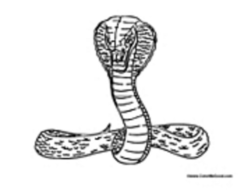 Coloring page: Cobra (Animals) #3225 - Free Printable Coloring Pages