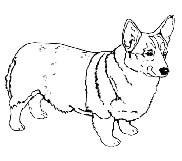 Free printable Corgi coloring page #220767 from Animals collection Free printable Corgi coloring page #220767 from Animals collection
