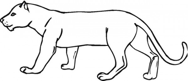 Coloring page: Cougar (Animals) #4404 - Free Printable Coloring Pages