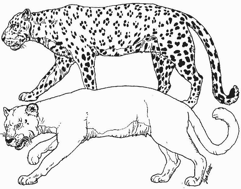 Coloring page: Cougar (Animals) #4414 - Printable coloring pages