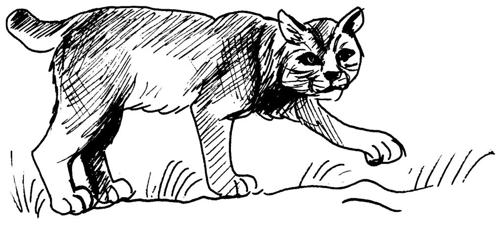 Coloring page: Cougar (Animals) #4421 - Free Printable Coloring Pages