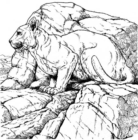 Coloring page: Cougar (Animals) #4470 - Printable coloring pages