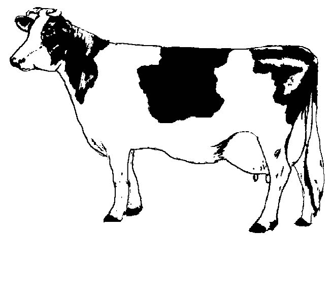 Coloring page: Cow (Animals) #13196 - Free Printable Coloring Pages