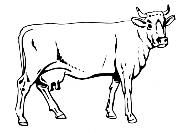 Coloring page: Cow (Animals) #13261 - Free Printable Coloring Pages