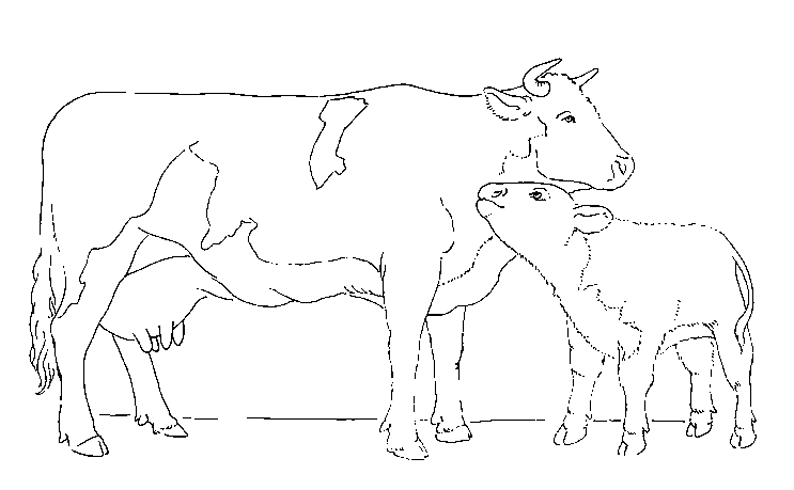 Coloring page: Cow (Animals) #13298 - Free Printable Coloring Pages