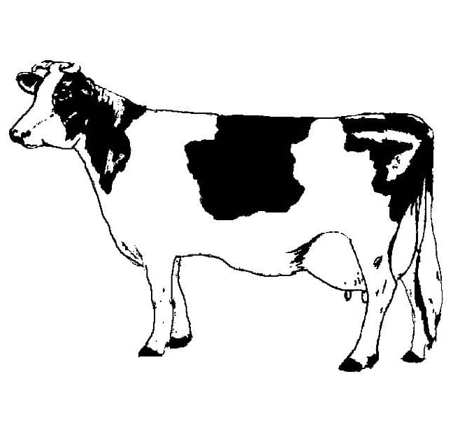 Free printable Cow coloring page #178324 from Animals collection