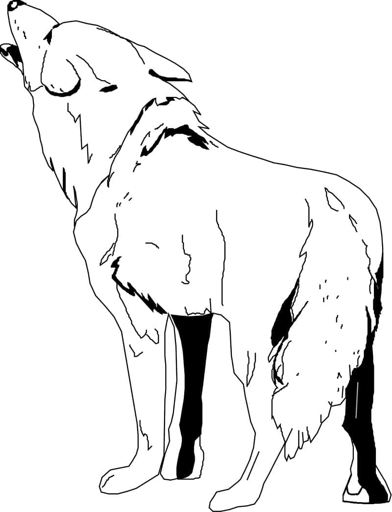 Free printable Coyote coloring page #207092 from Animals collection