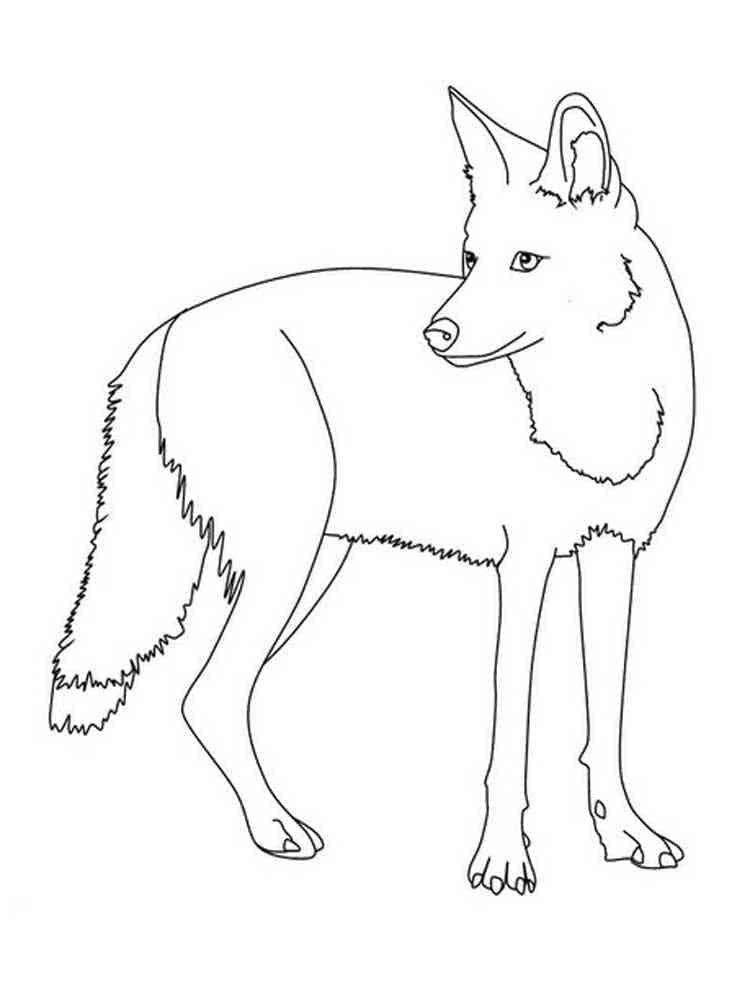 Free printable Coyote coloring page #207094 from Animals collection