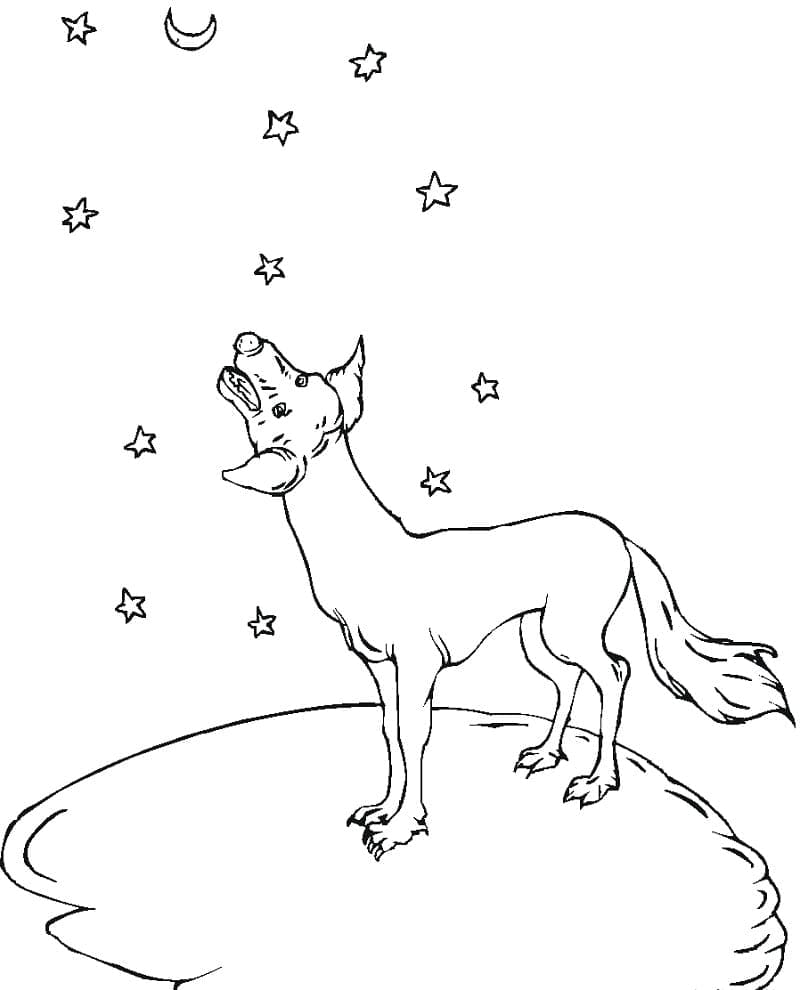 Free printable Coyote coloring page #207095 from Animals collection