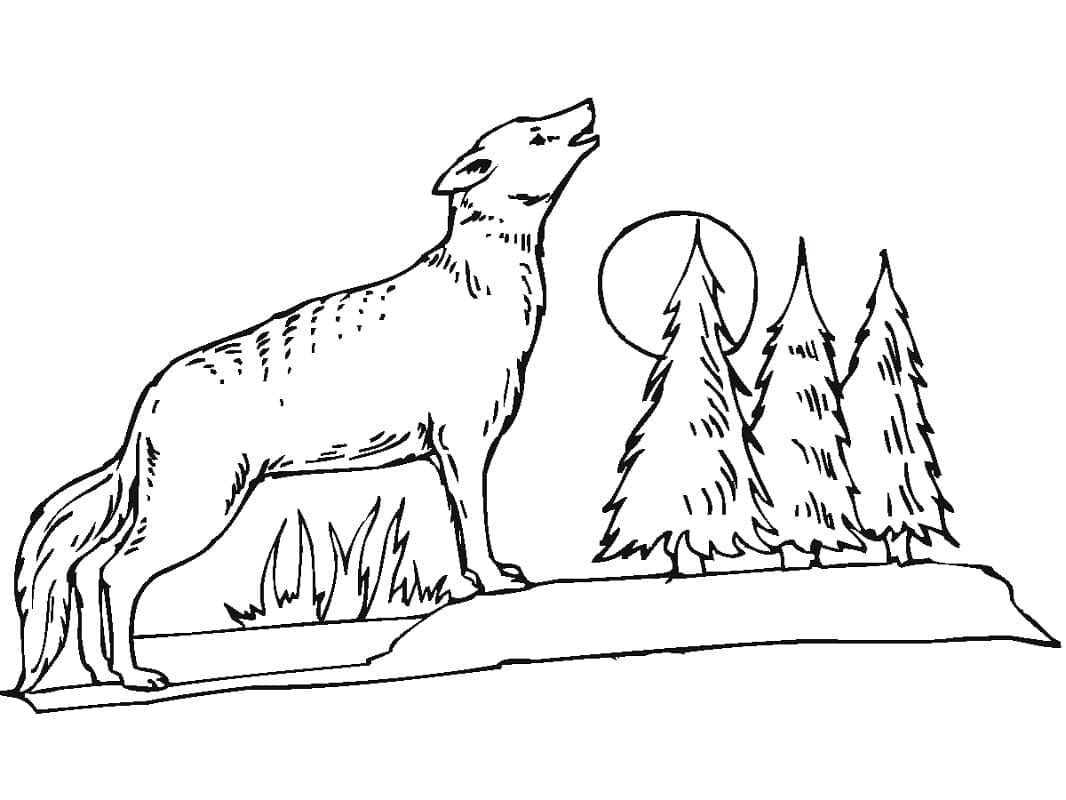 Free printable Coyote coloring page #207097 from Animals collection