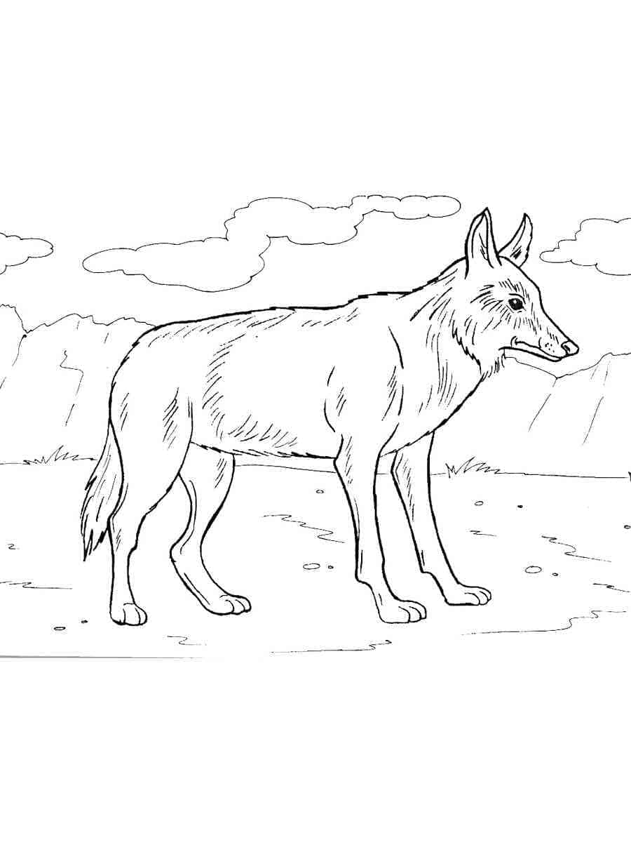 Free printable Coyote coloring page #207114 from Animals collection