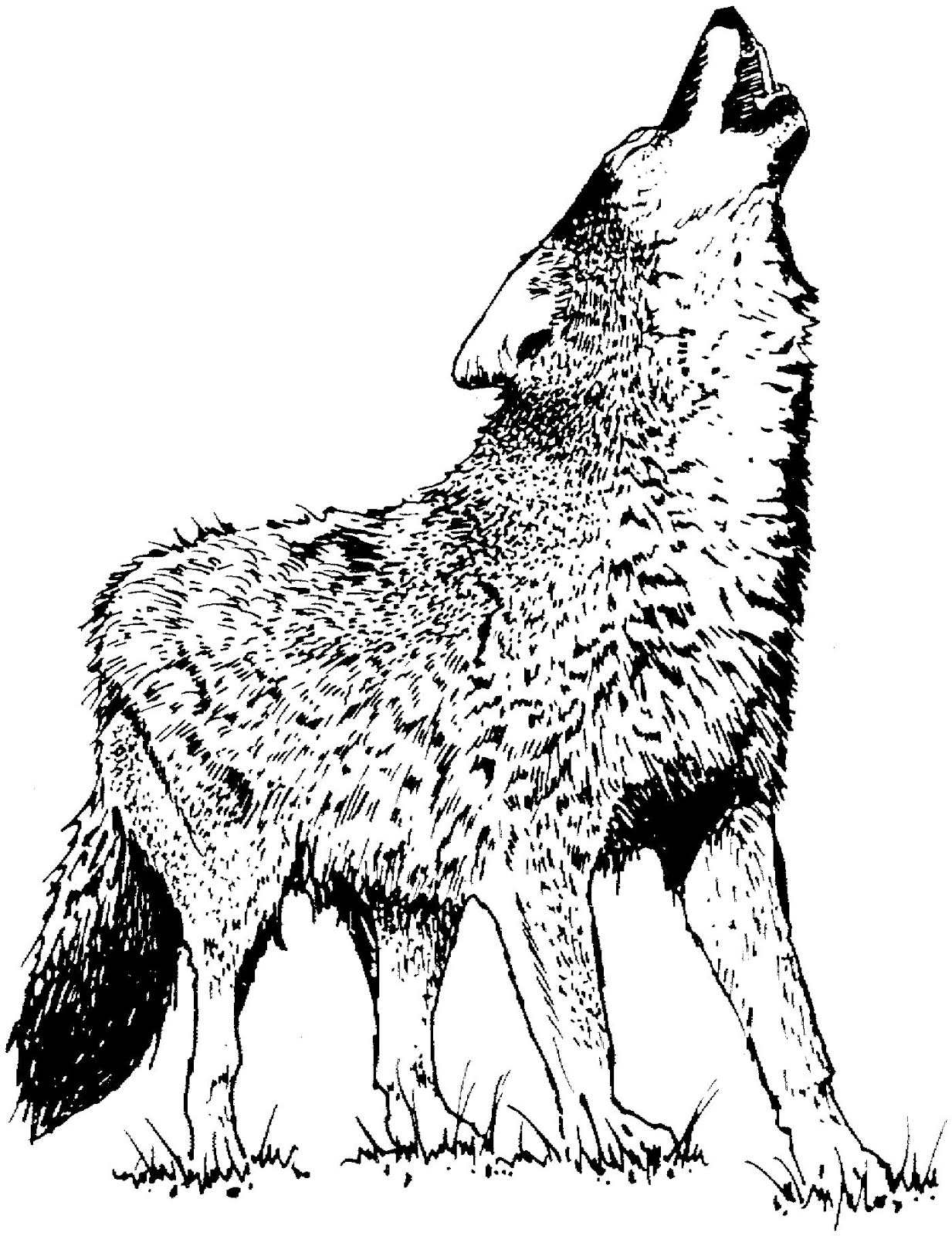 Coloring page: Coyote (Animals) #4542 - Free Printable Coloring Pages