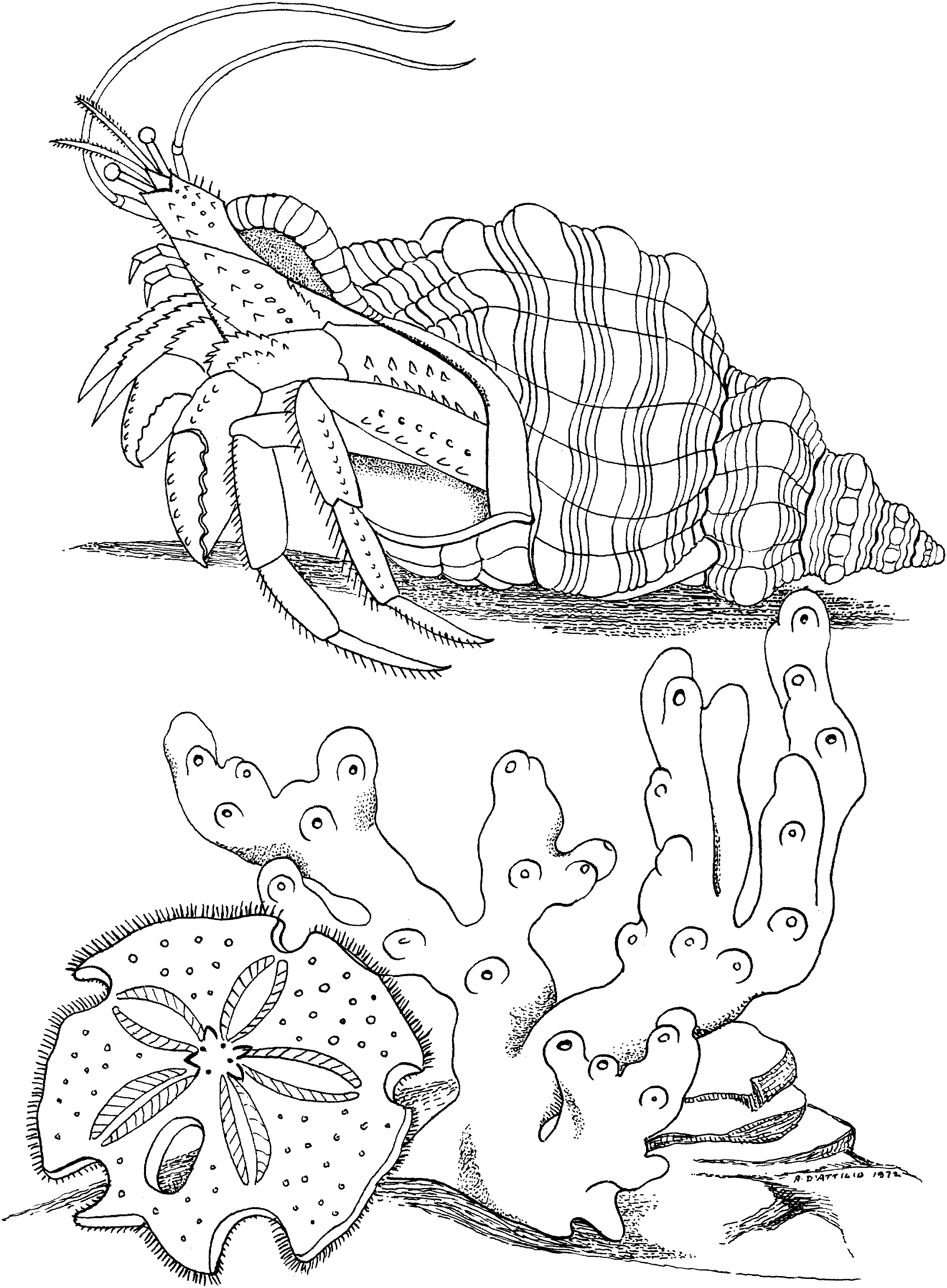 Coloring page: Crab (Animals) #4616 - Printable coloring pages