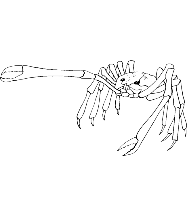 Coloring page: Crab (Animals) #4714 - Free Printable Coloring Pages
