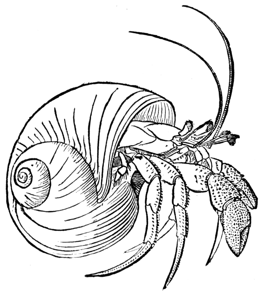 Coloring page: Crab (Animals) #4746 - Free Printable Coloring Pages