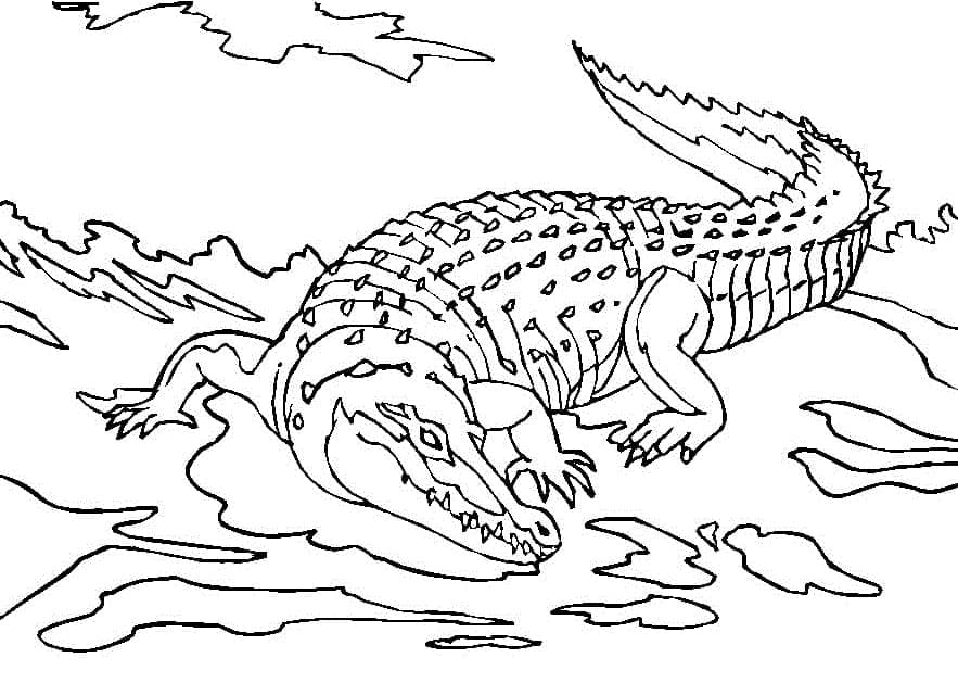 Free printable Crocodile coloring page #179015 from Animals collection Free printable Crocodile coloring page #179015 from Animals collection