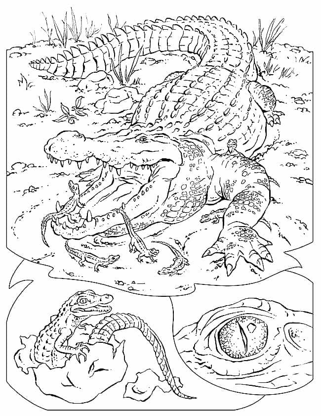 Free printable Crocodile coloring page #179018 from Animals collection