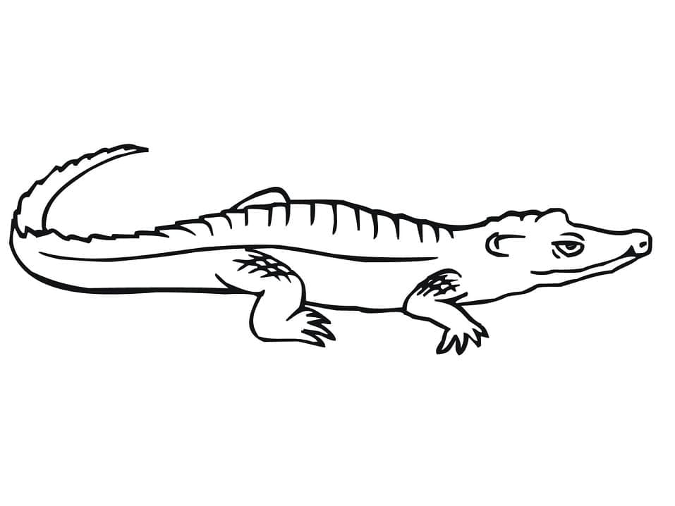 Free printable Crocodile coloring page #179021 from Animals collection
