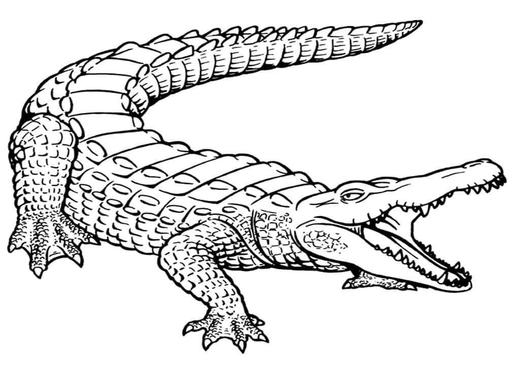 Free printable Crocodile coloring page #179026 from Animals collection
