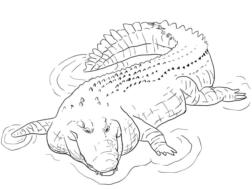 Free printable Crocodile coloring page #217072 from Animals collection Free printable Crocodile coloring page #217072 from Animals collection