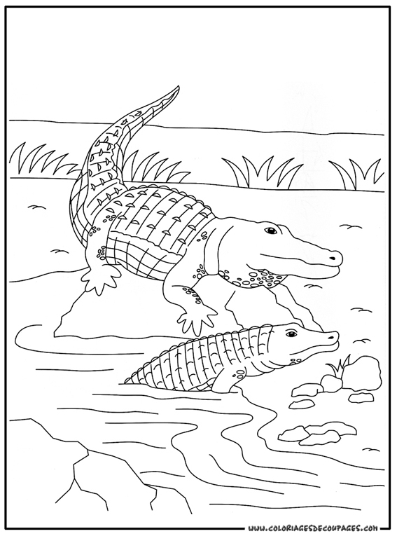 Coloring page: Crocodile (Animals) #4794 - Free Printable Coloring Pages