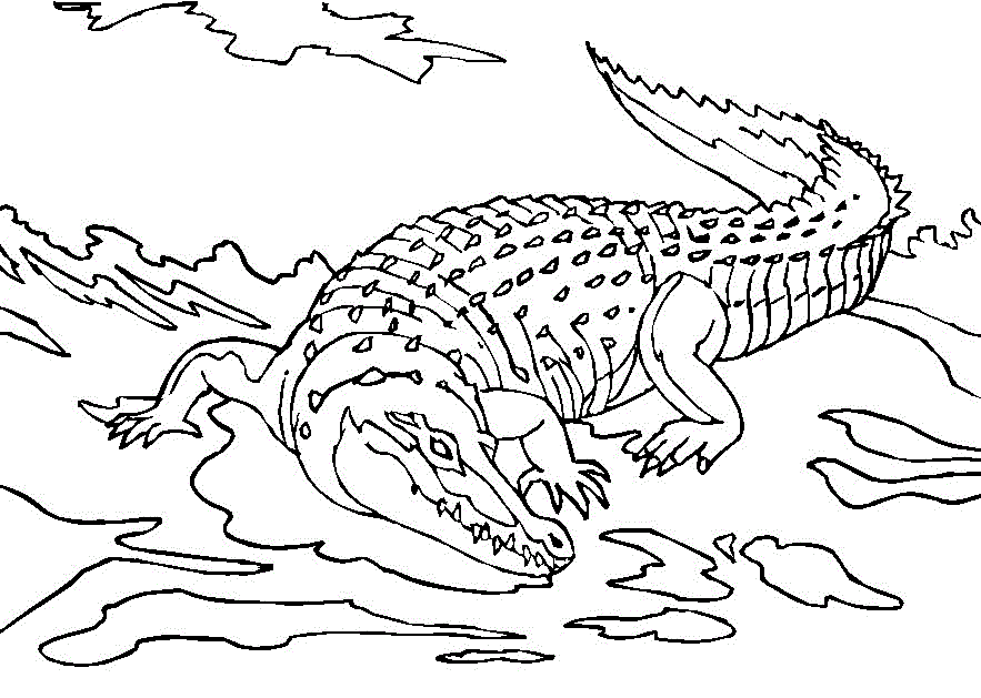 Coloring page: Crocodile (Animals) #4798 - Free Printable Coloring Pages