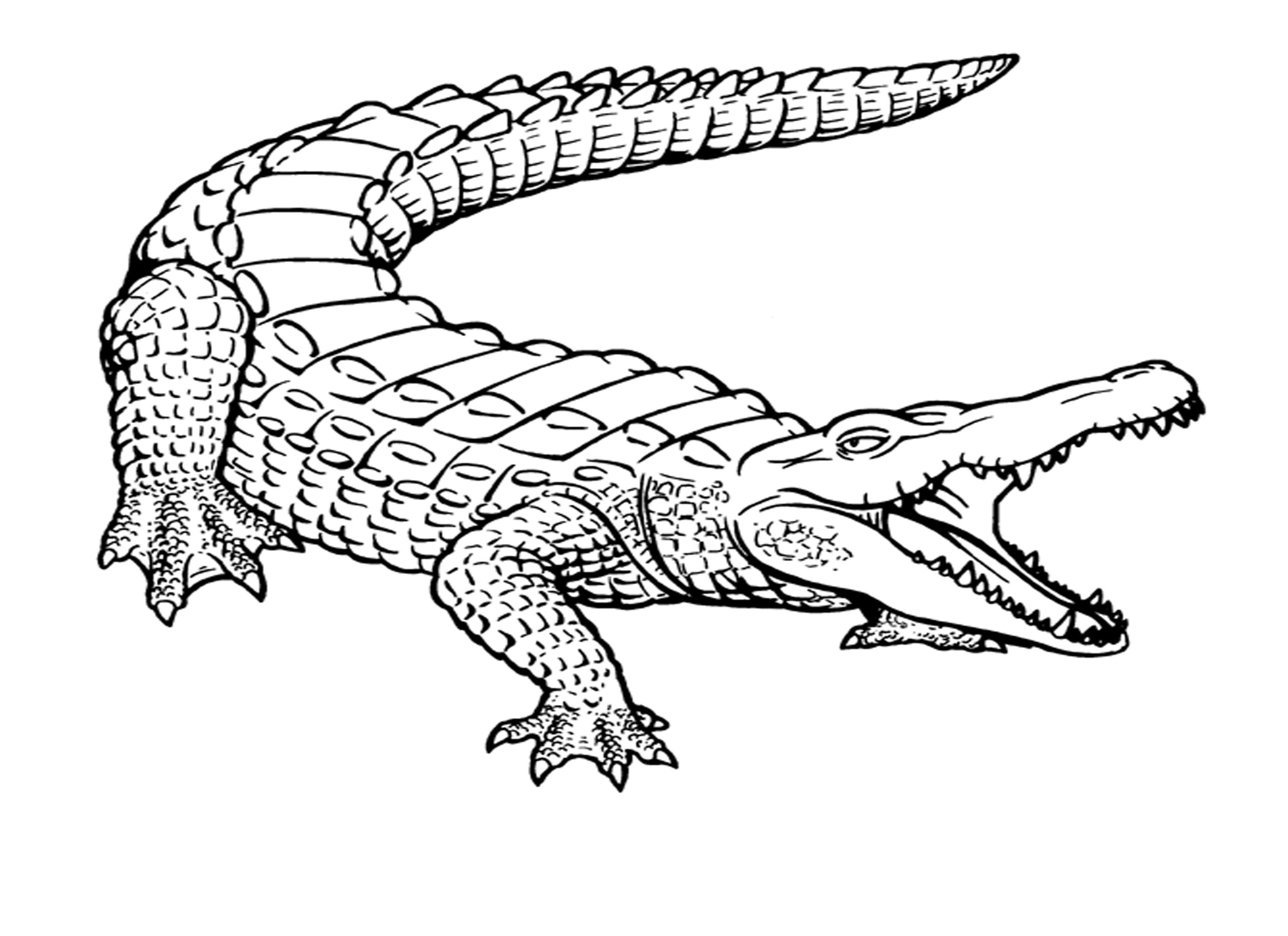 Coloring page: Crocodile (Animals) #4800 - Free Printable Coloring Pages