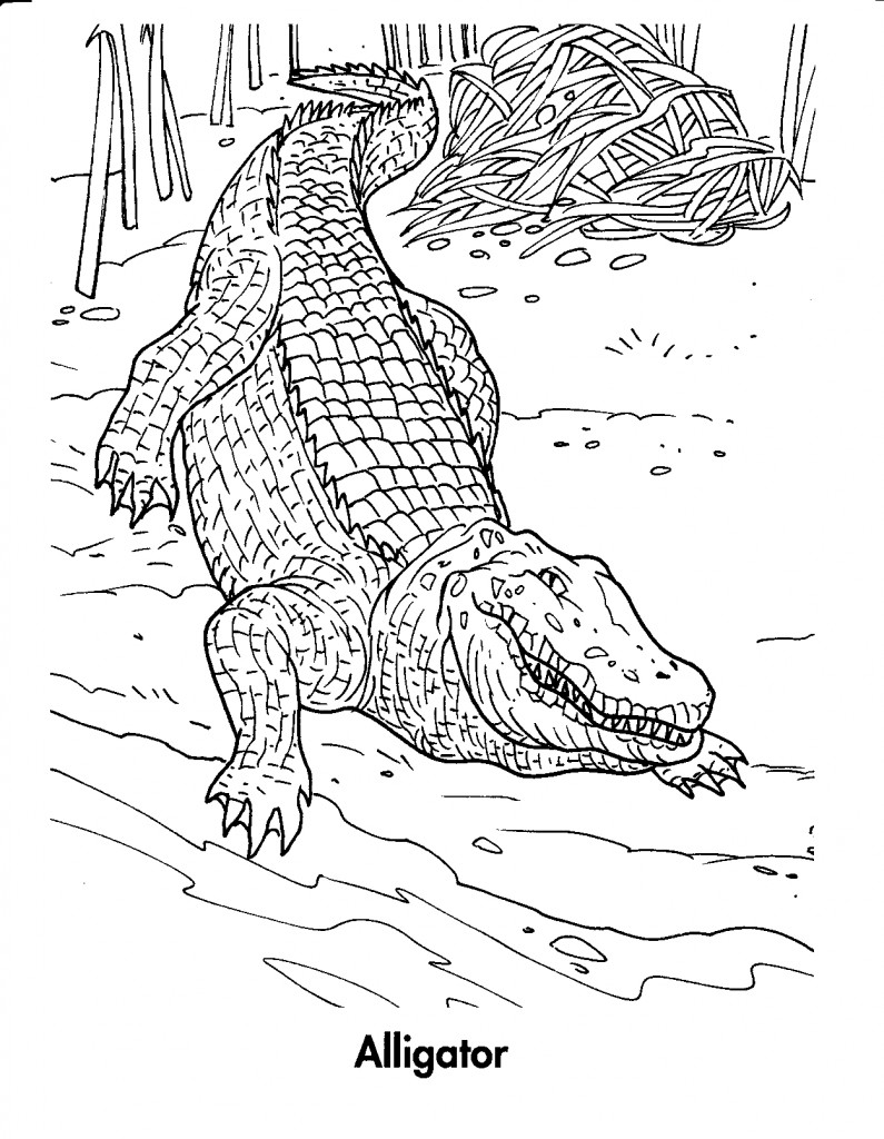 Drawing Crocodile 20 Animals – Printable coloring pages