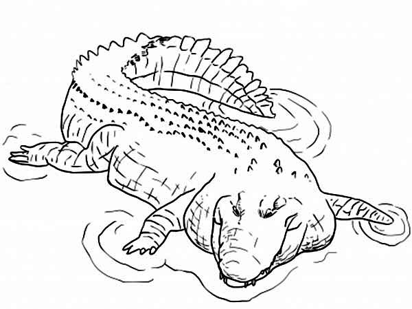 Coloring page: Crocodile (Animals) #4910 - Printable coloring pages