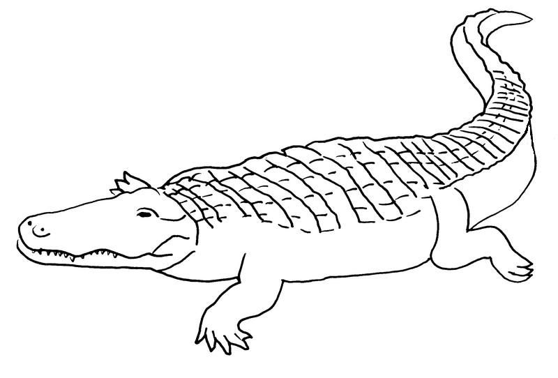 Drawing Crocodile #4950 (Animals) – Printable coloring pages