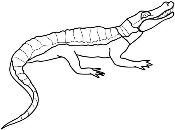 Coloring page: Crocodile (Animals) #4972 - Free Printable Coloring Pages