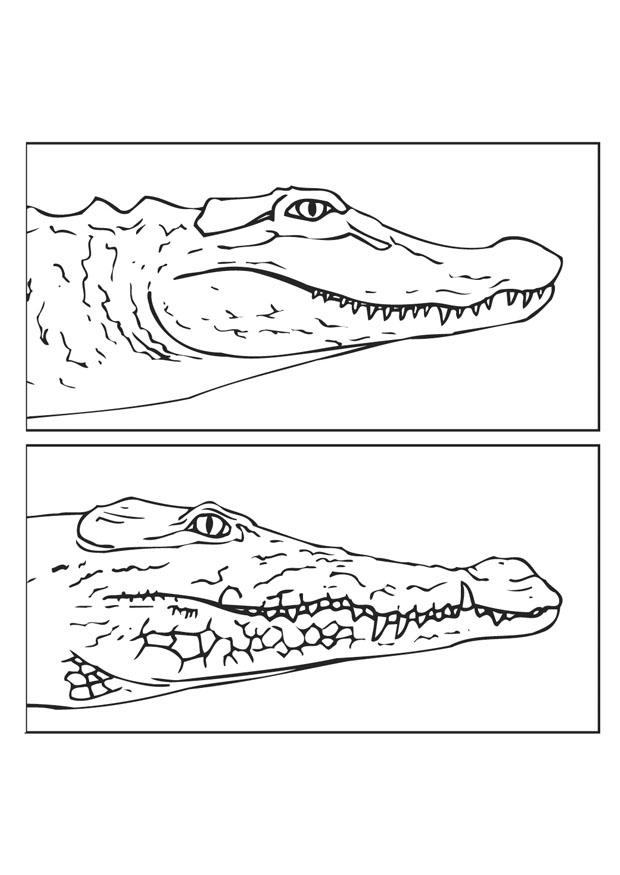 Coloring page: Crocodile (Animals) #4978 - Free Printable Coloring Pages